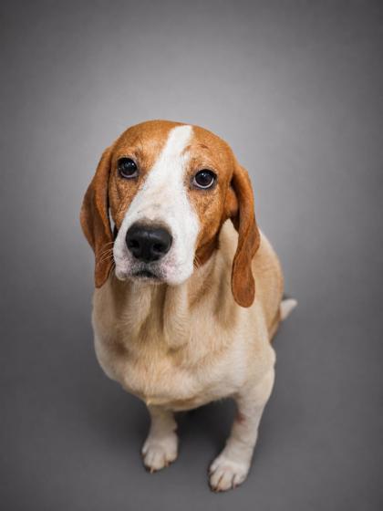 Amir, Adoptable, Adult Male Beagle & Mixed Breed.