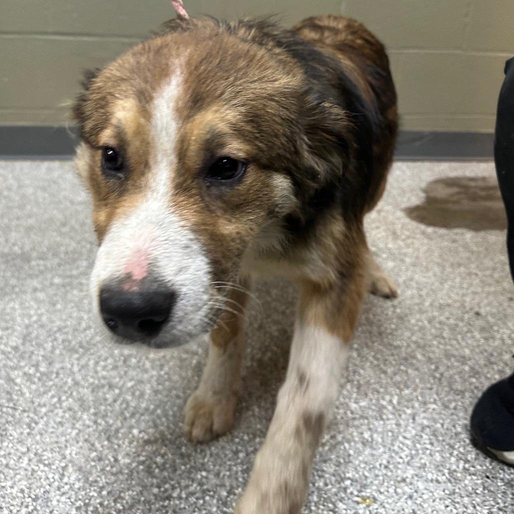Duck, Adoptable, Young Male Australian Shepherd.