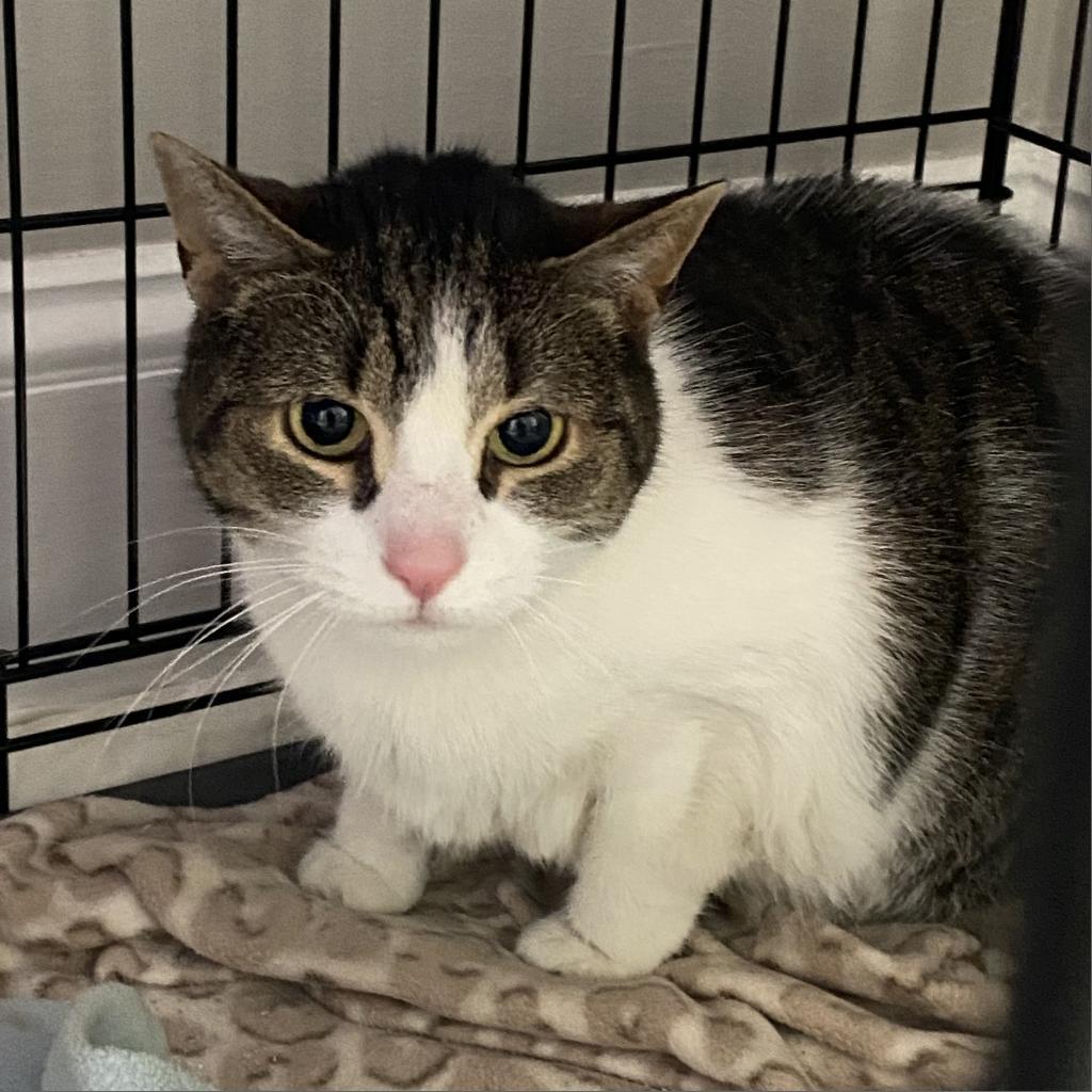 Samantha, Adoptable, Senior Female Domestic Short Hair.