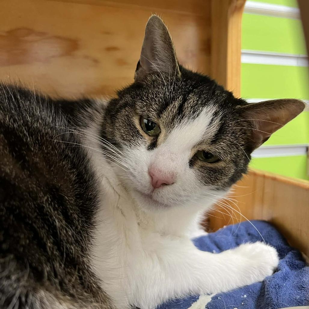 Enlarge Samantha, a Adoptable Domestic Short Hair in Hampton Bays, NY image 2/3