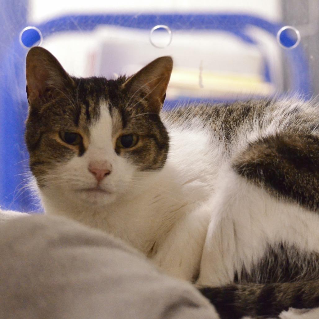 Samantha, a Adoptable Domestic Short Hair in Hampton Bays, NY image 2/2