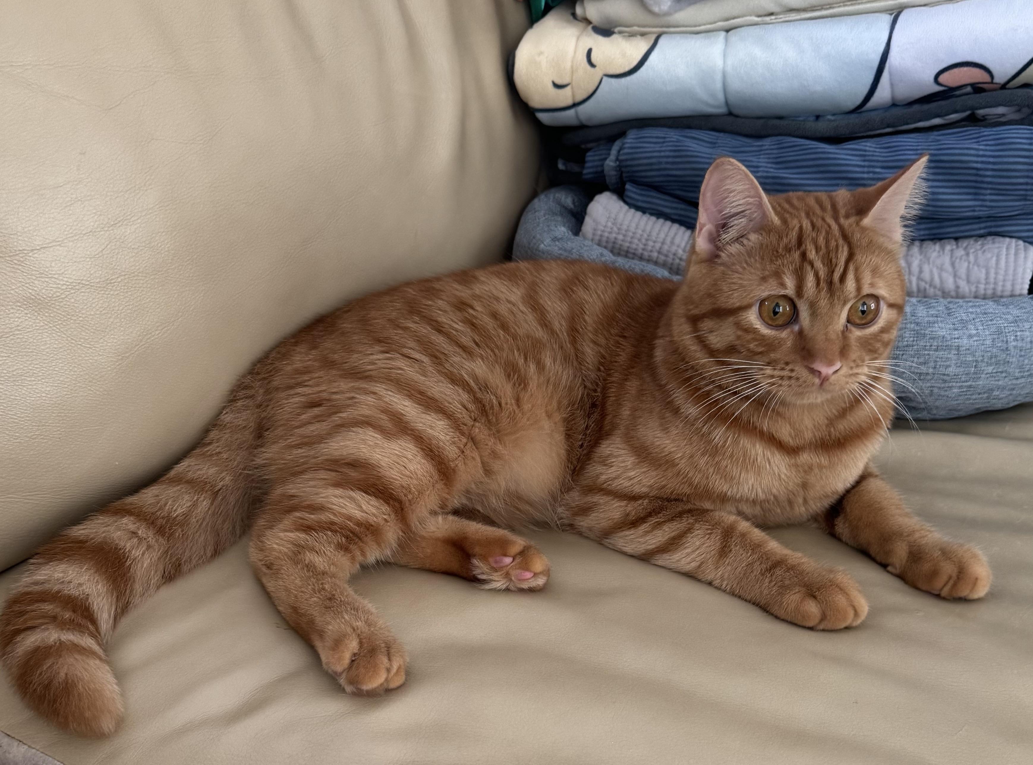 Enlarge Finn- ELLISIA STACEY CALVO, an adopted mixed breed in Brampton, ON image 6/6
