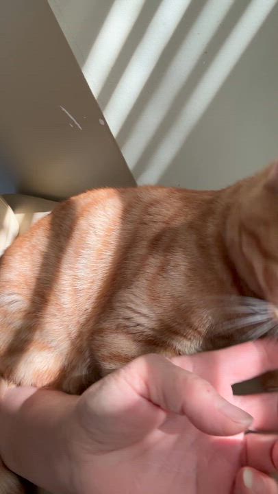 Enlarge Finn- ELLISIA STACEY CALVO, an adopted mixed breed in Brampton, ON video 2/6