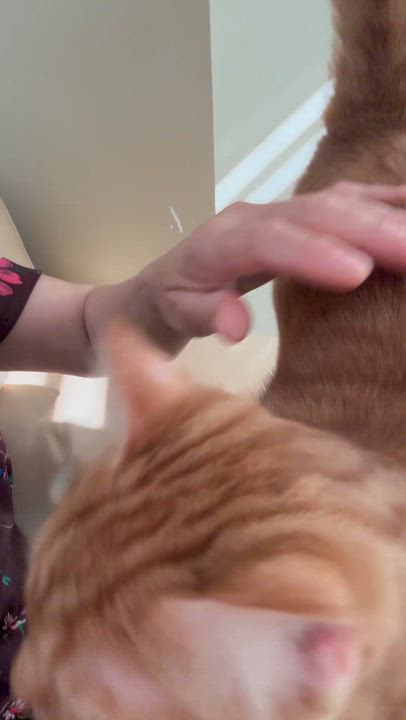 Enlarge Finn- ELLISIA STACEY CALVO, an adopted mixed breed in Brampton, ON video 3/6