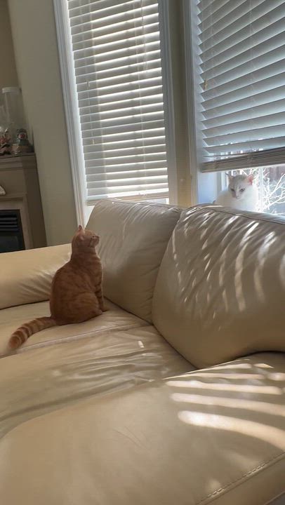 Enlarge Finn- ELLISIA STACEY CALVO, an adopted mixed breed in Brampton, ON video 5/6