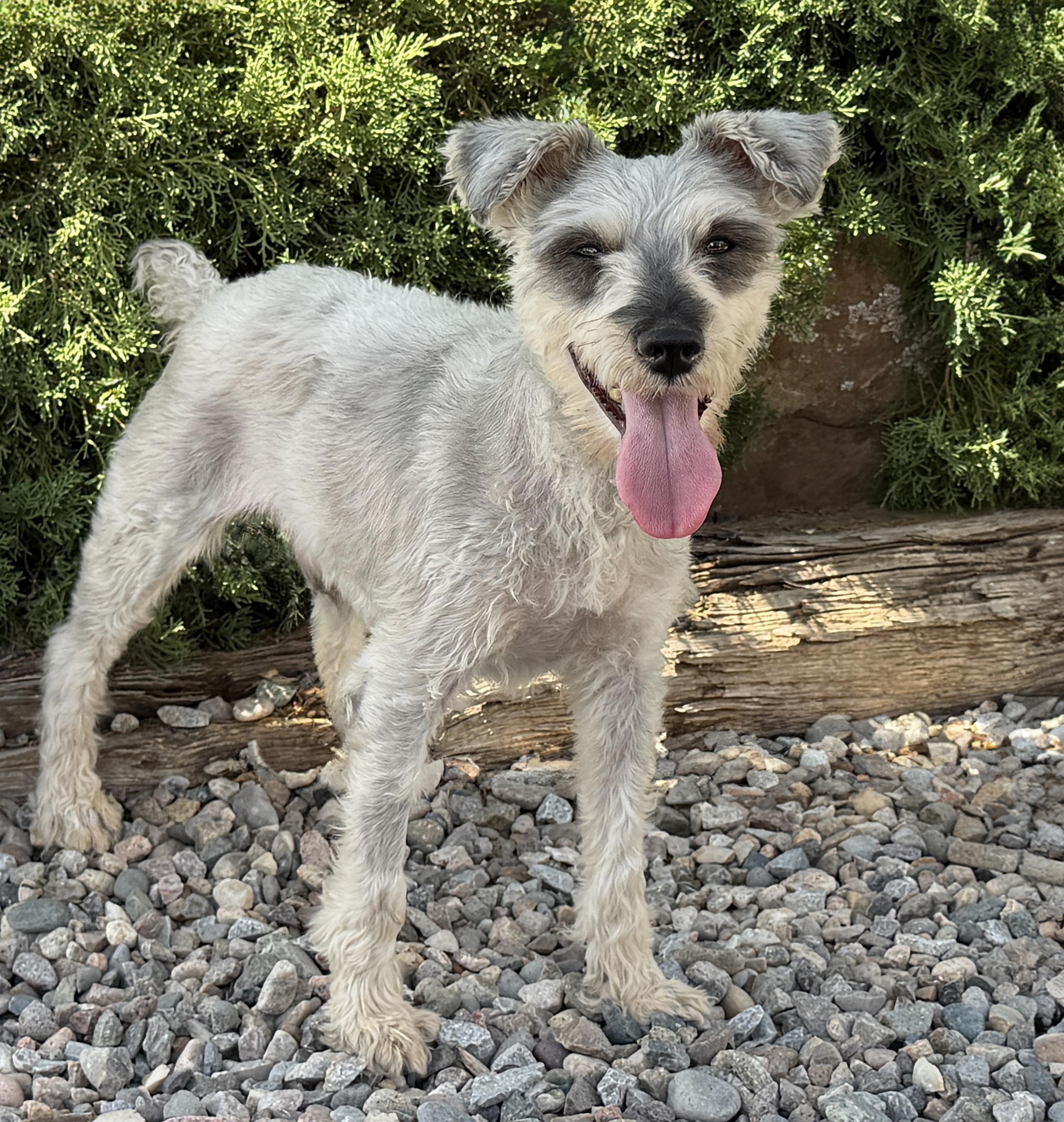 Enlarge Pleasantly Peaceful Lil Mr Picard - WOW Stellar House Gentleman, an adopted Miniature Schnauzer in Albuquerque, NM image 1/1