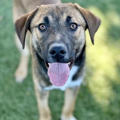 Asher, Adoptable, Young Male Hound.