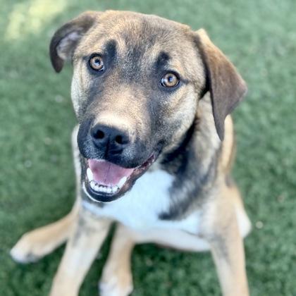 Asher, Adoptable, Young Male Hound.