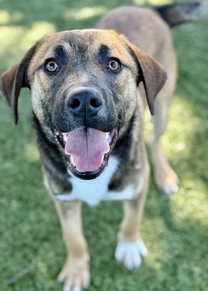 Enlarge Asher, a Adoptable mixed breed in Red Bluff, CA image 3/3