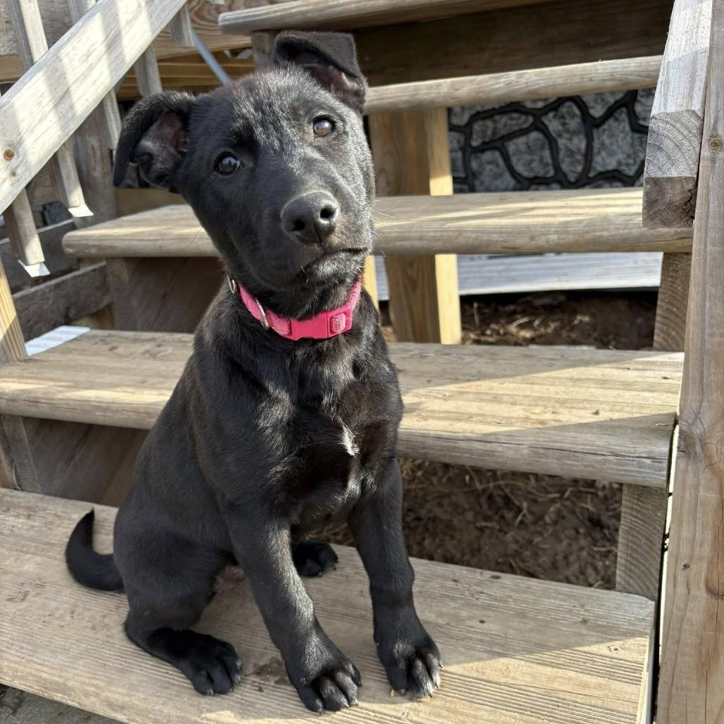 Opal, Adoptable, Puppy Female Mixed Breed.