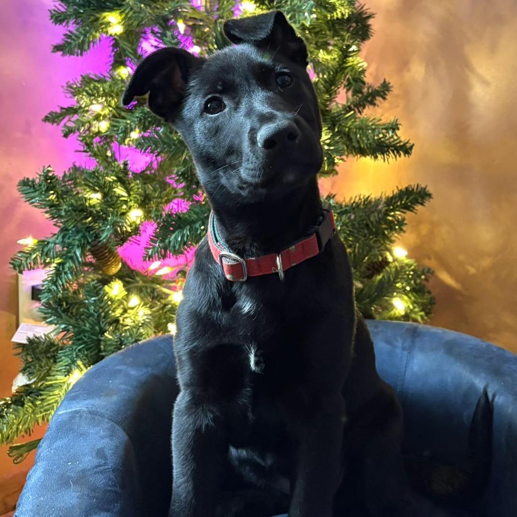 Enlarge Opal, a Adoptable Mixed Breed in Fulton, MO image 2/4