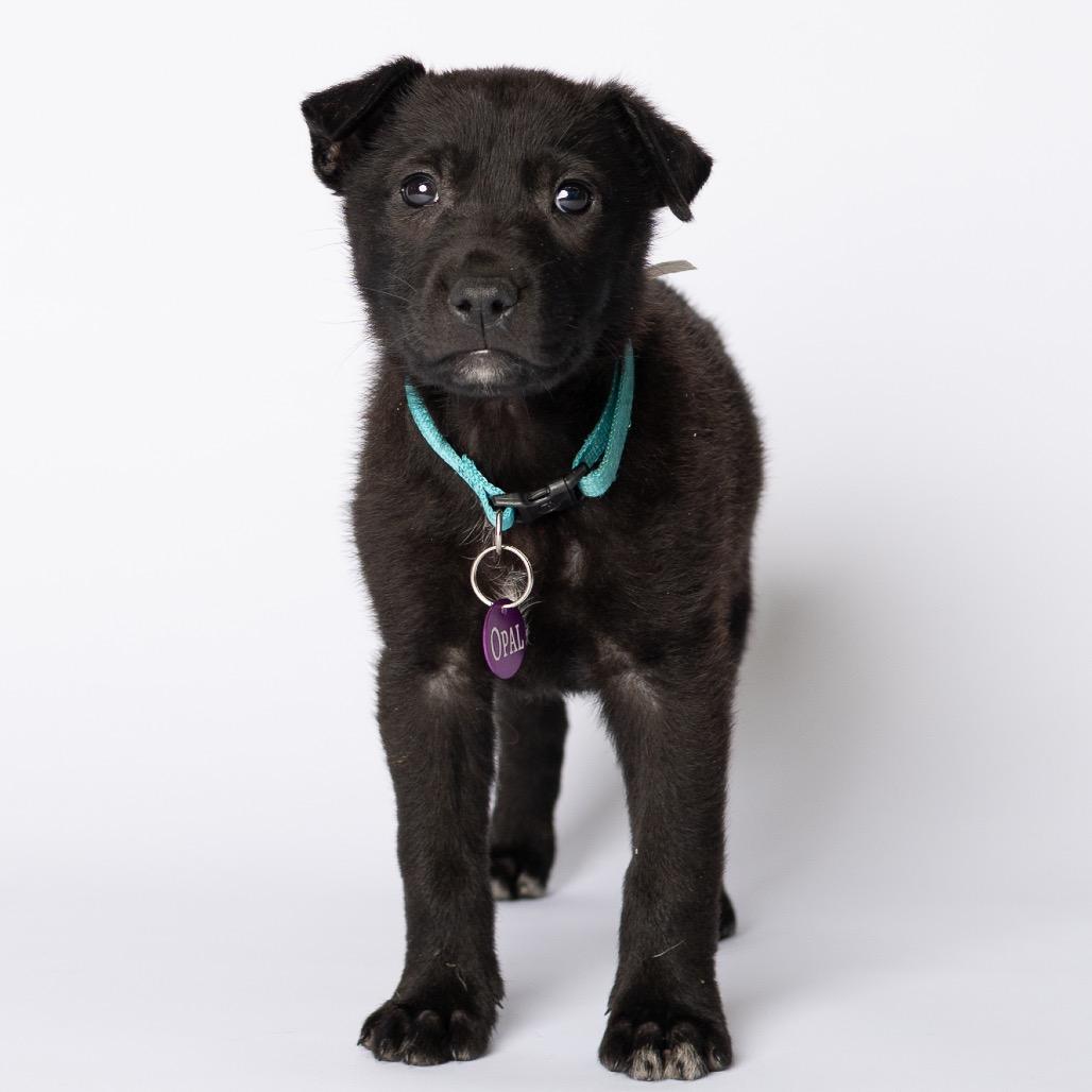Opal, Adoptable, Puppy Female Mixed Breed.