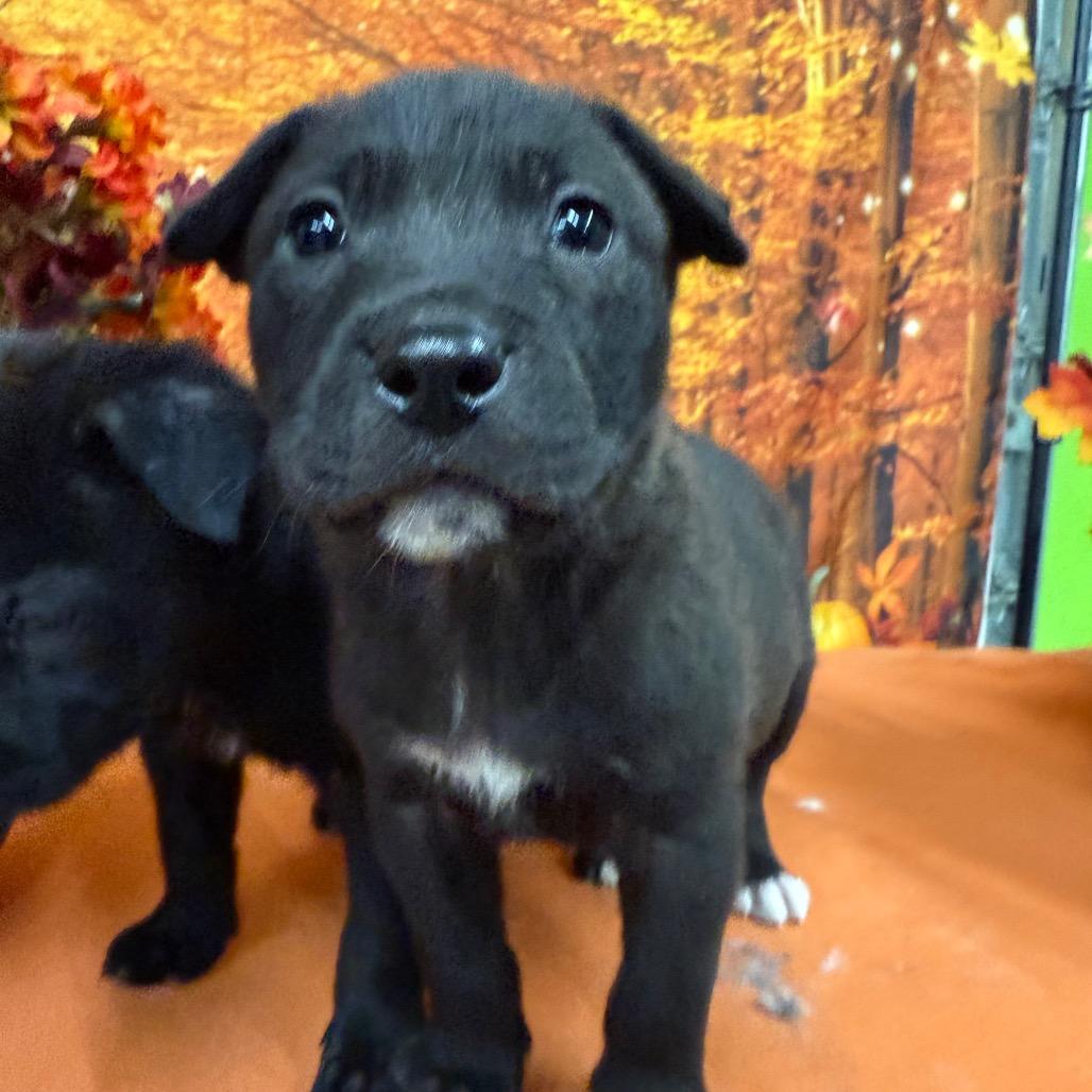 Enlarge Opal, a Adoptable Mixed Breed in Fulton, MO image 2/2