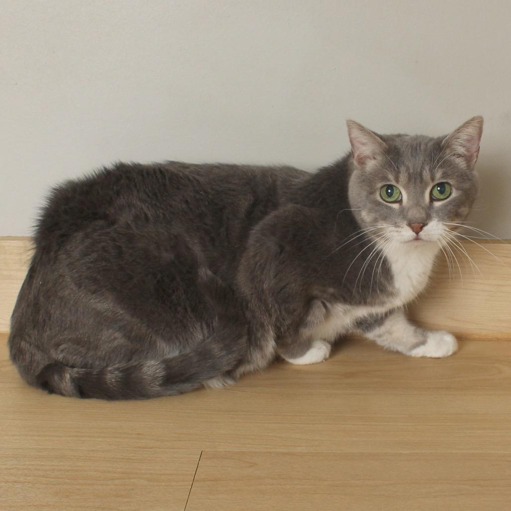 Boots C67978 — thumbnail 2