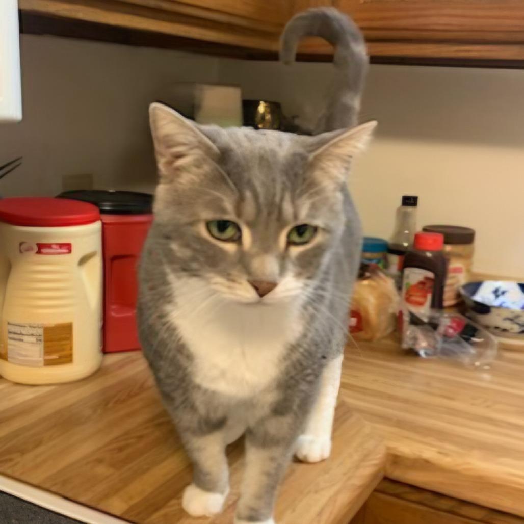 Boots C67978 — thumbnail 5