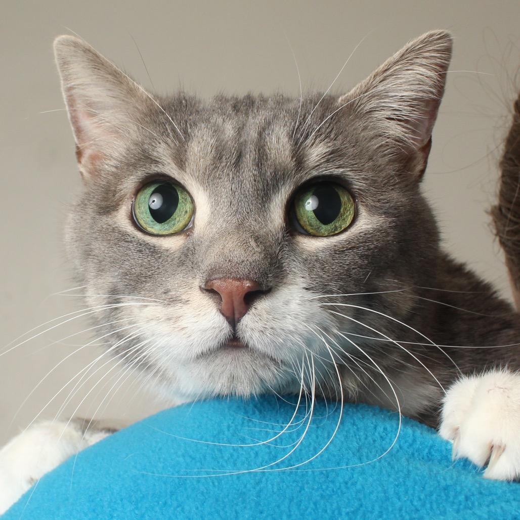 Boots C67978 — thumbnail 6