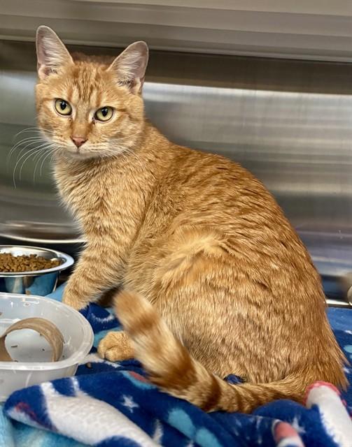 ALLIE, Adoptable, Adult Female Domestic Short Hair.