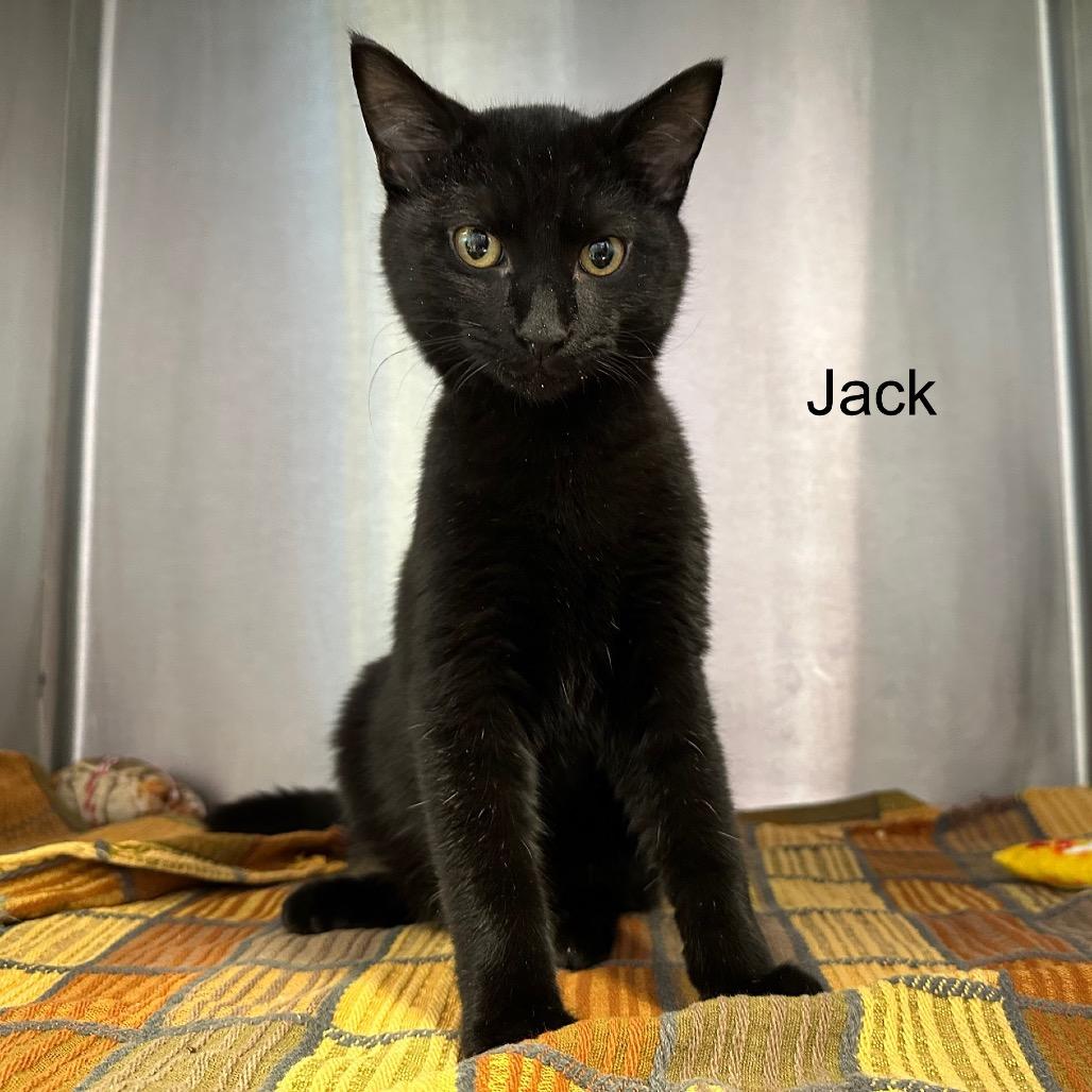 Jack, Adoptable, Kitten Male Domestic Short Hair & Domestic Short Hair.