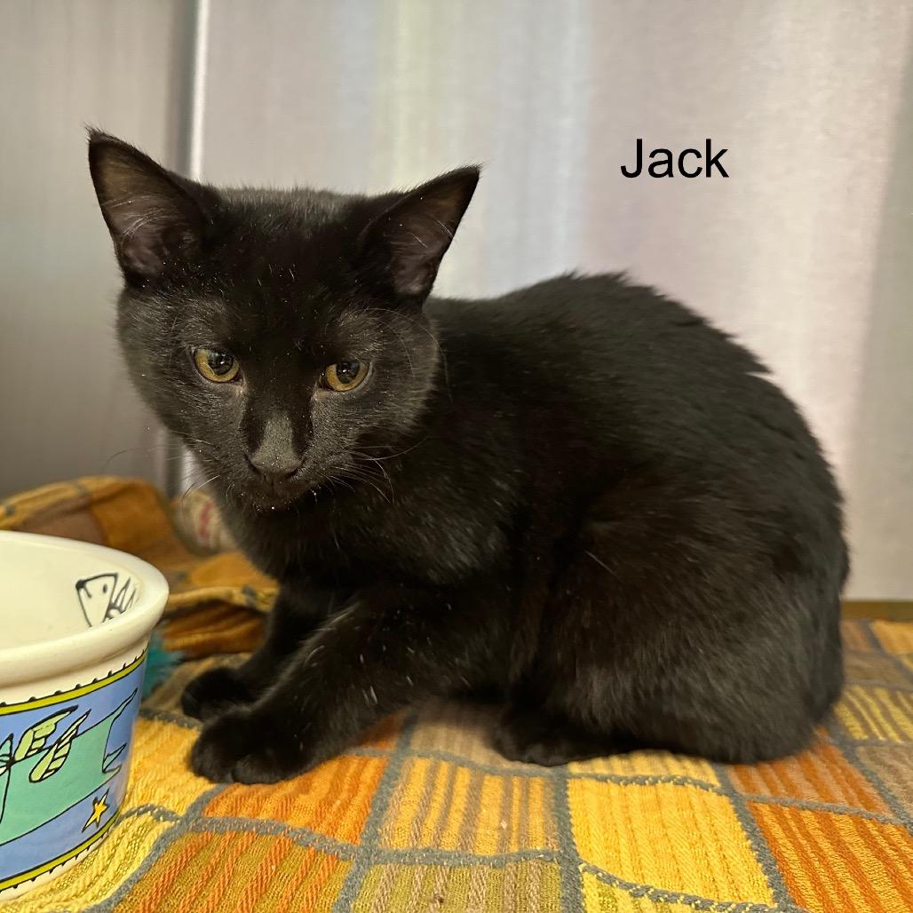 Enlarge Jack, a Adoptable mixed breed in Phoenix, AZ image 2/4
