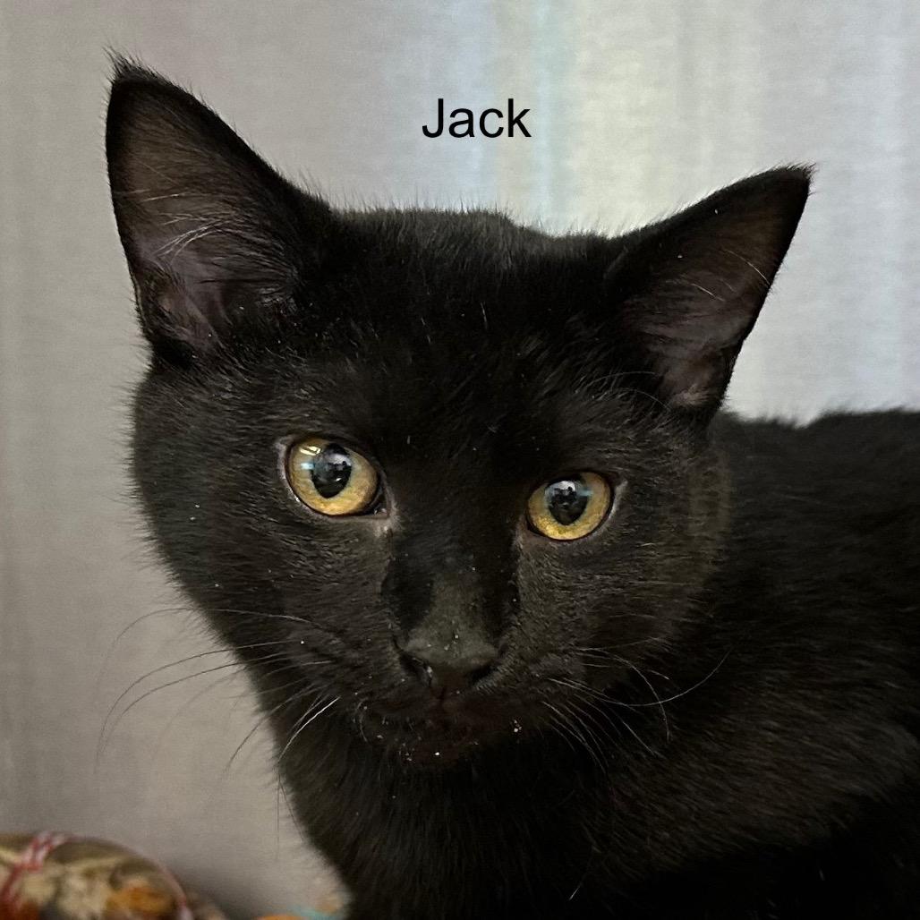 Enlarge Jack, a Adoptable mixed breed in Phoenix, AZ image 3/4