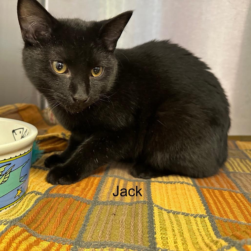 Enlarge Jack, a Adoptable mixed breed in Phoenix, AZ image 4/4