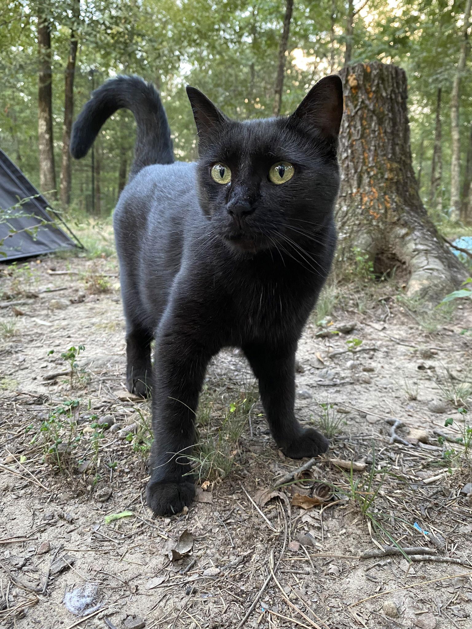 Amalia, Adoptable, Young Female Domestic Short Hair.