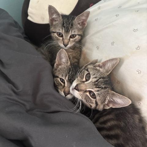 Small Fry, Adoptable, Kitten Female Domestic Short Hair.