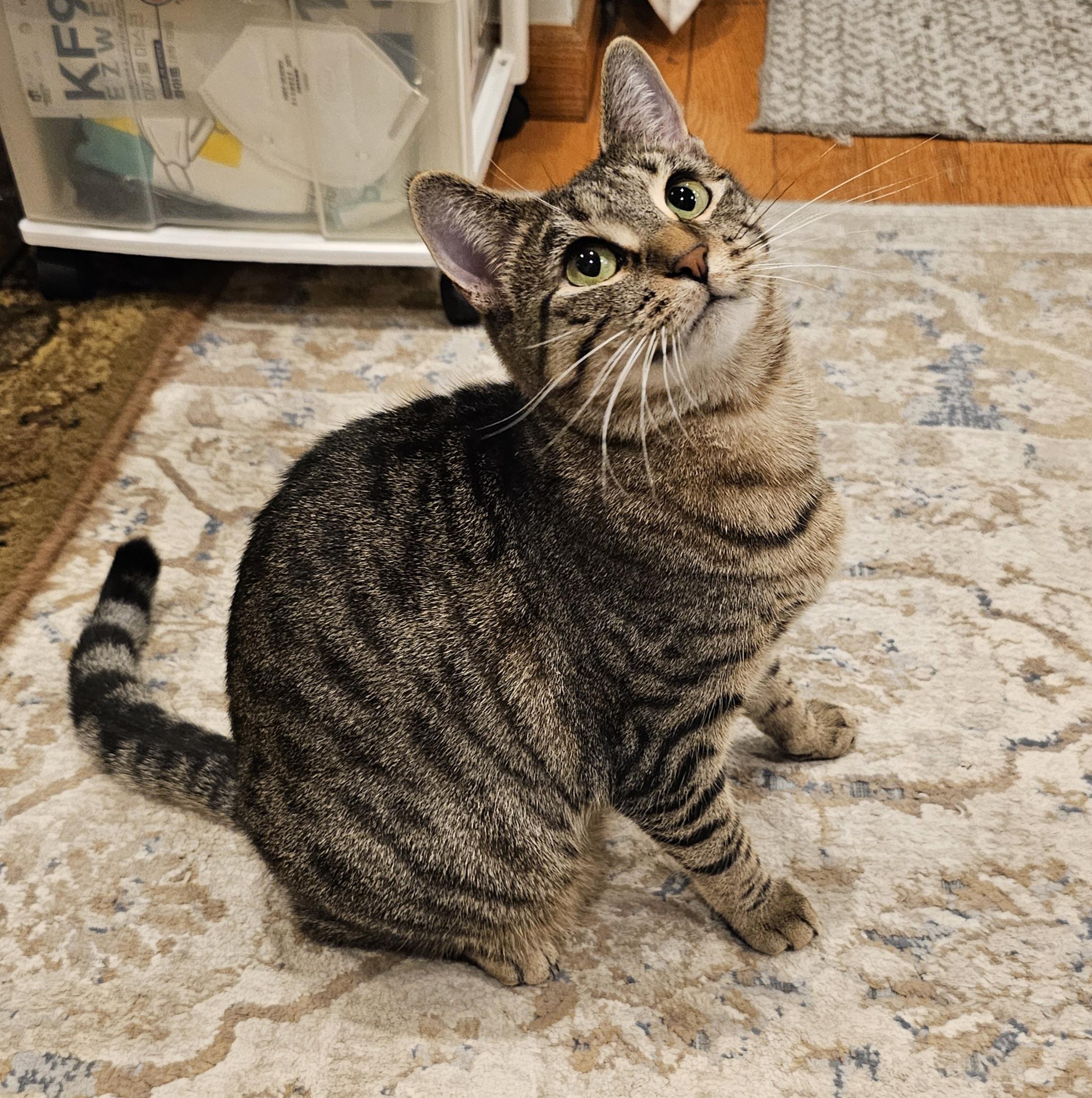 Enlarge Libby, a Adoptable Domestic Short Hair in Ridgefield, CT image 5/6