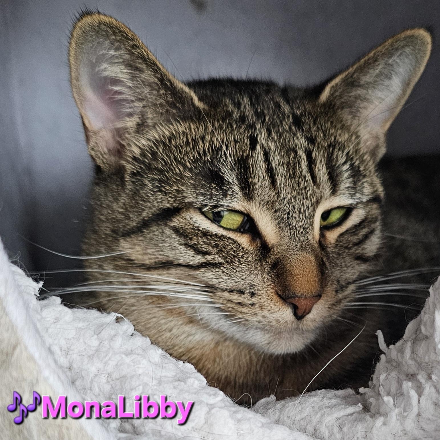 Enlarge Libby, a Adoptable Domestic Short Hair in Ridgefield, CT image 4/6
