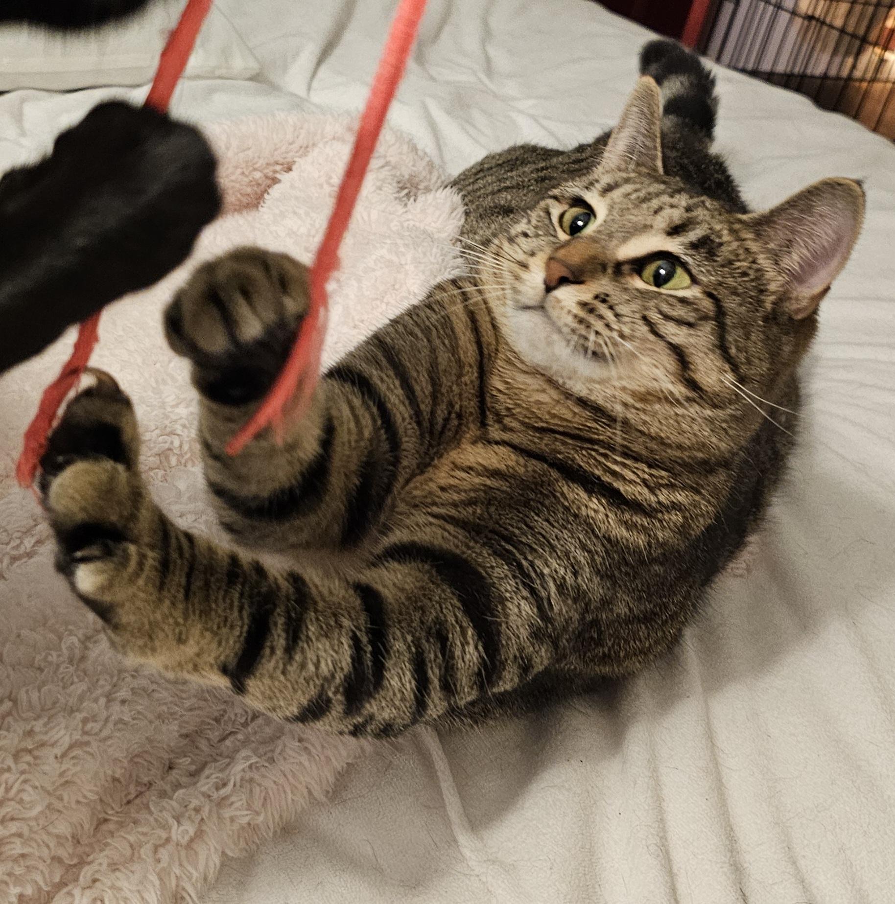 Enlarge Libby, a Adoptable Domestic Short Hair in Ridgefield, CT image 3/6