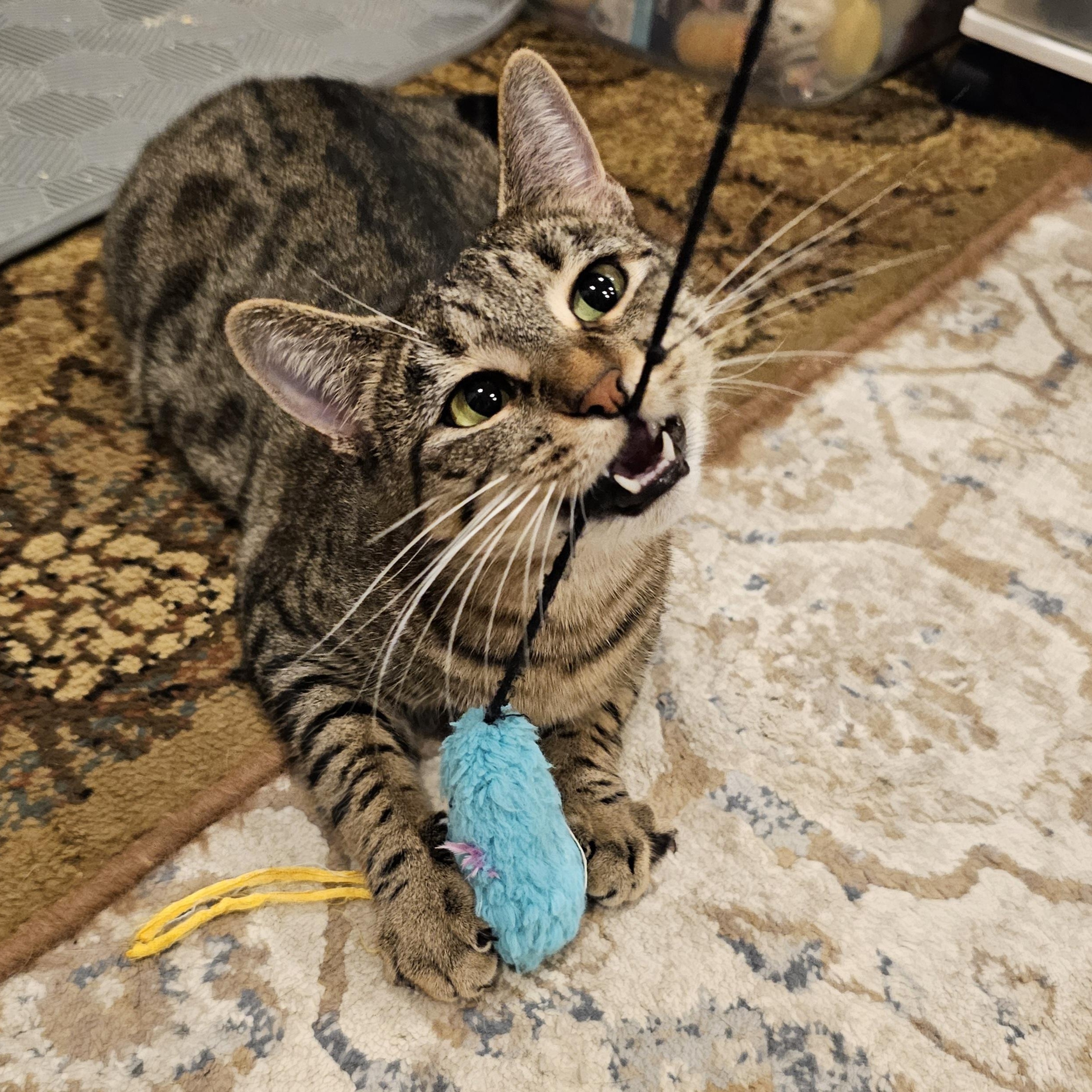 Libby, Adoptable, Young Female Domestic Short Hair.