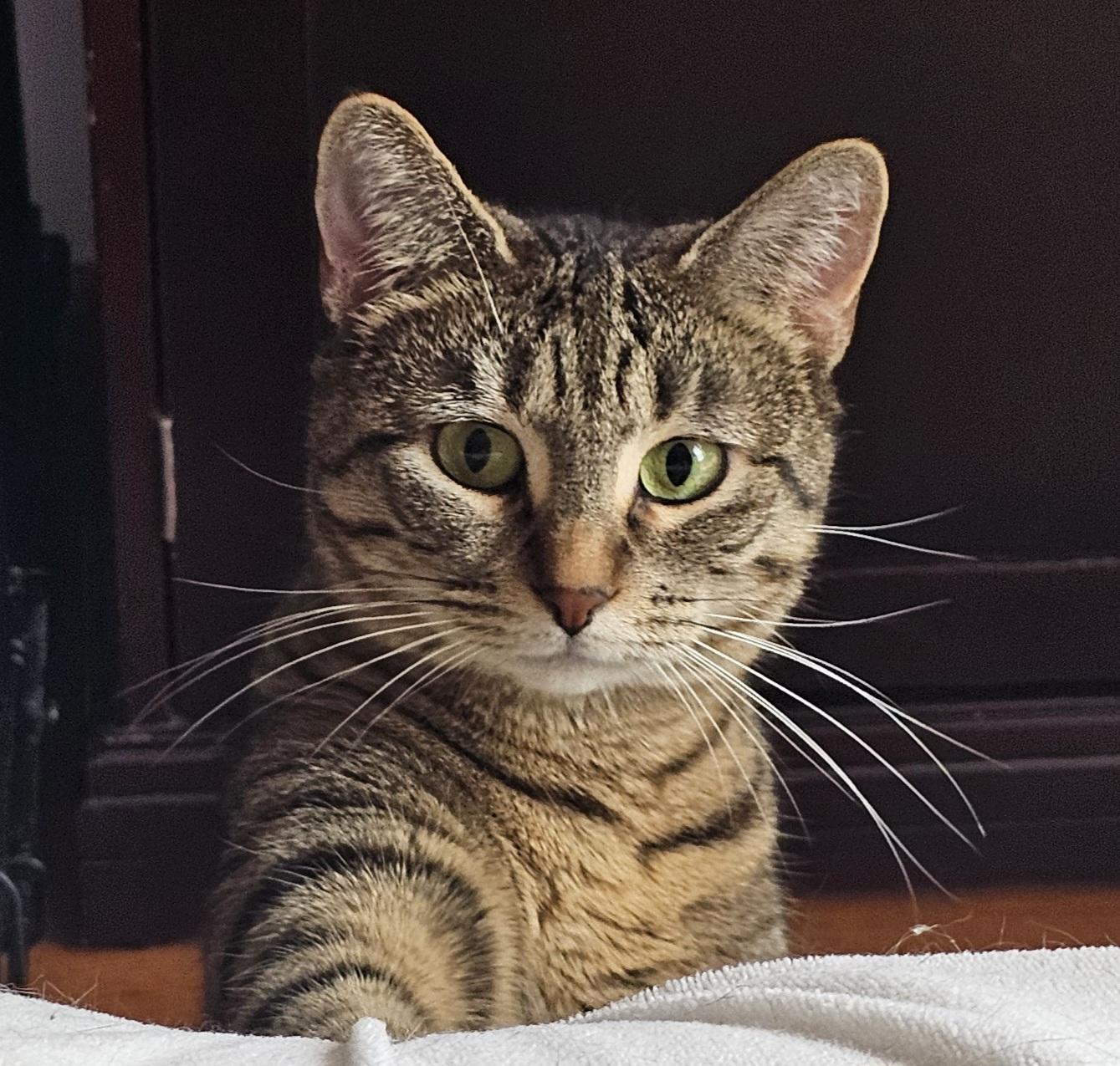 Libby, Adoptable, Young Female Domestic Short Hair.