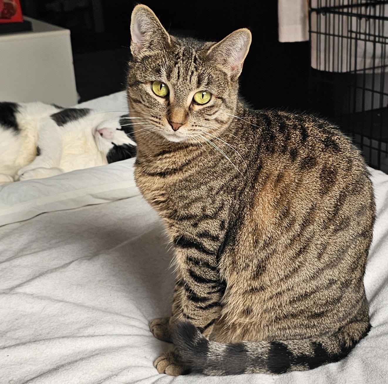 Enlarge Libby, a Adoptable Domestic Short Hair in Ridgefield, CT image 1/6