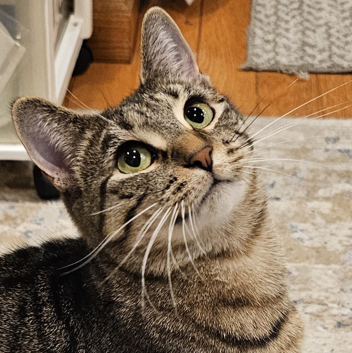 Enlarge Libby, a Adoptable Domestic Short Hair in Ridgefield, CT image 2/6