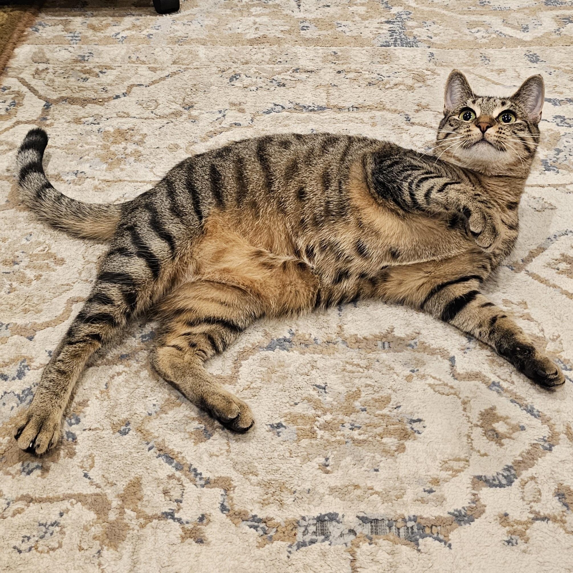 Enlarge Libby, a Adoptable Domestic Short Hair in Ridgefield, CT image 3/6