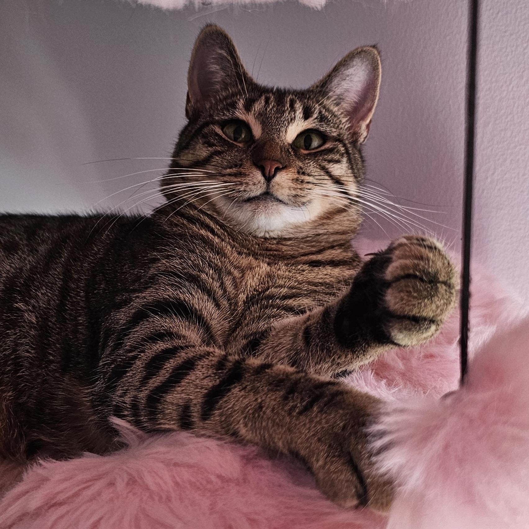 Libby, Adoptable, Young Female Domestic Short Hair.