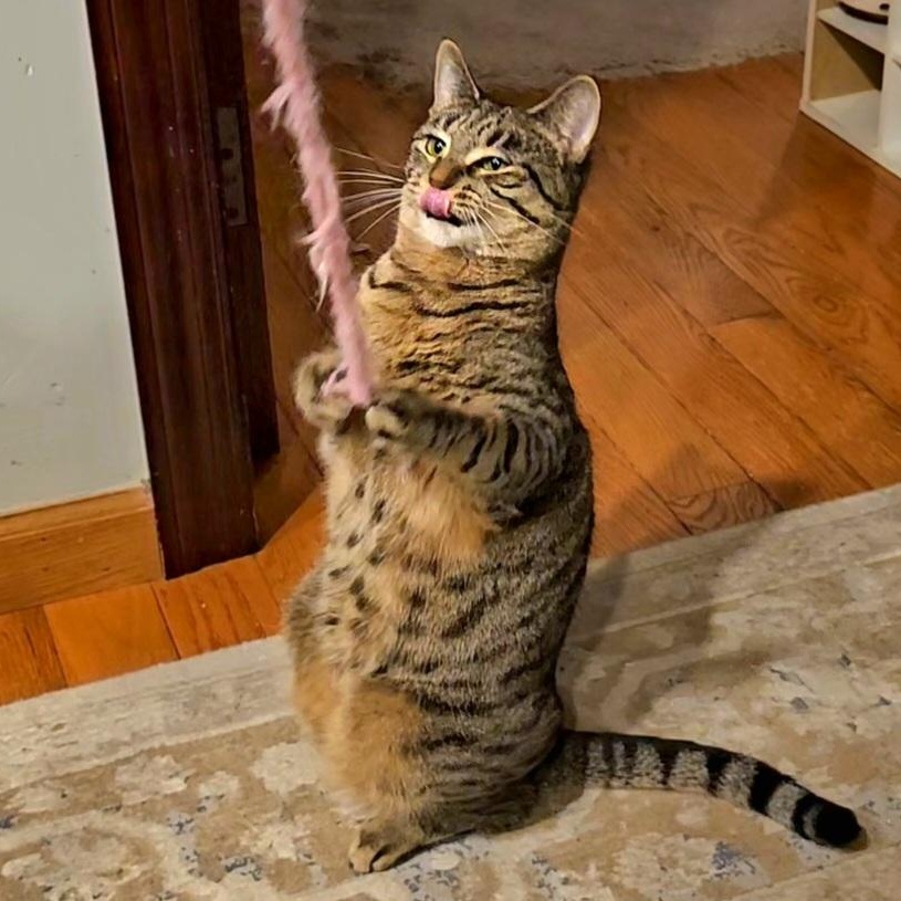 Enlarge Libby, a Adoptable Domestic Short Hair in Ridgefield, CT image 5/6