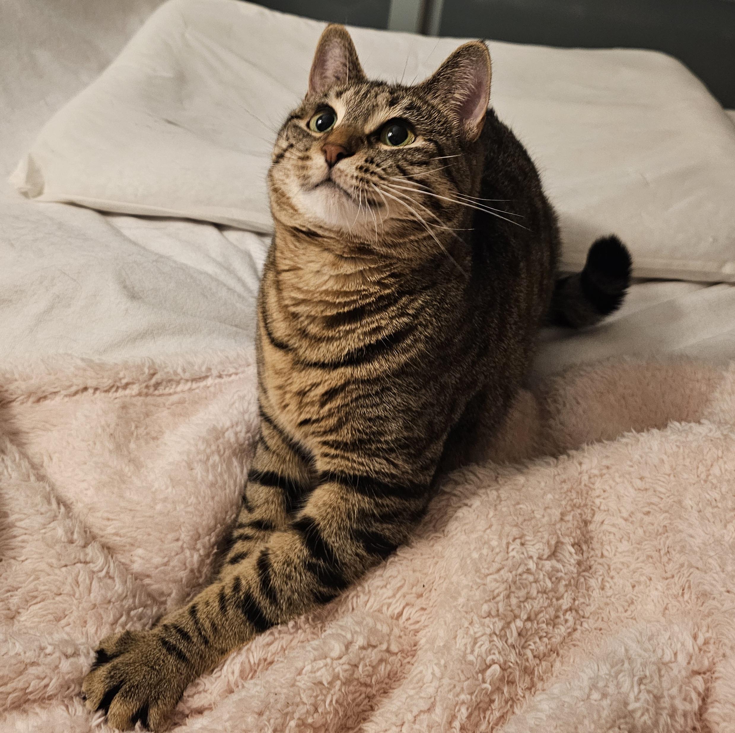 Enlarge Libby, a Adoptable Domestic Short Hair in Ridgefield, CT image 1/6