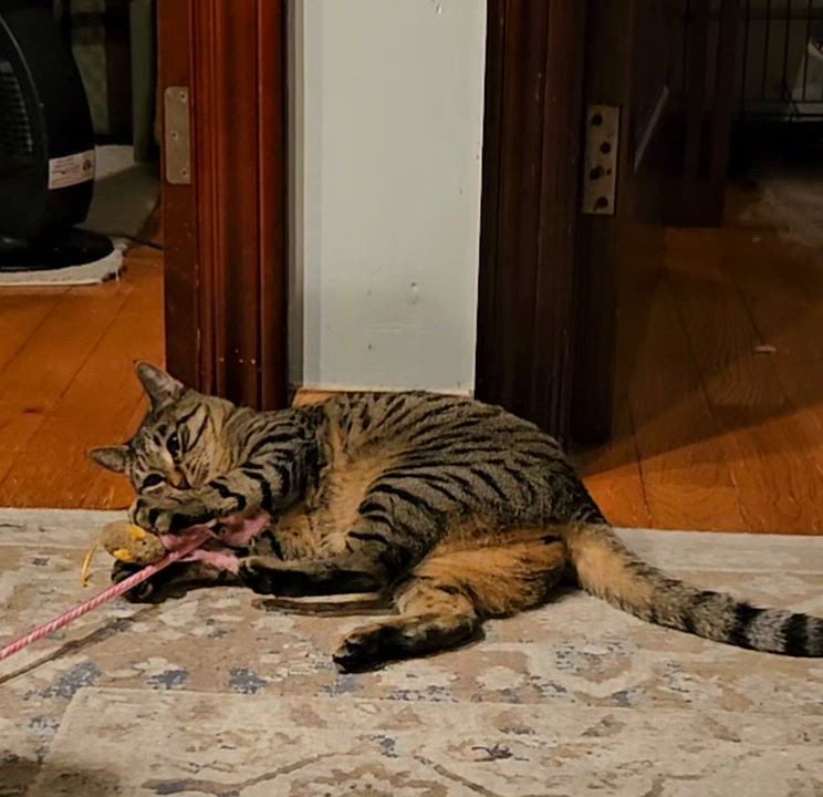 Enlarge Libby, a Adoptable Domestic Short Hair in Ridgefield, CT video 6/6