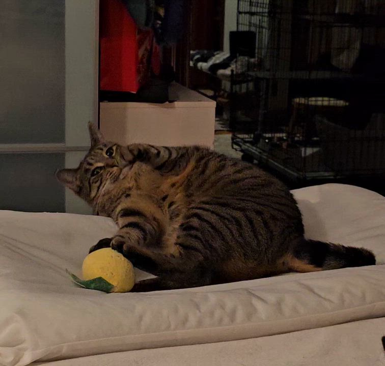 Enlarge Libby, a Adoptable Domestic Short Hair in Ridgefield, CT video 6/6