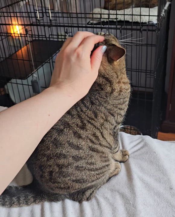 Enlarge Libby, a Adoptable Domestic Short Hair in Ridgefield, CT video 6/6
