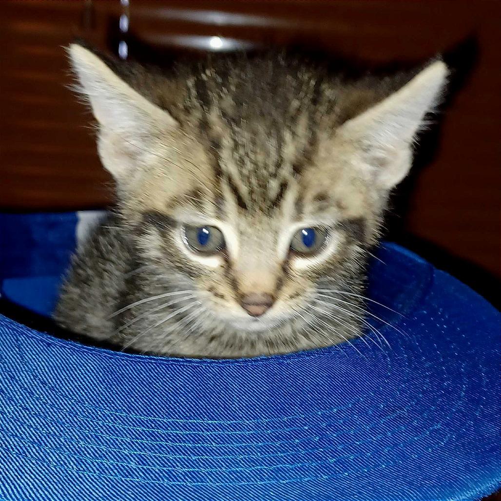 Enlarge Comet, a Adoptable Domestic Short Hair in Evansville, IN image 1/1