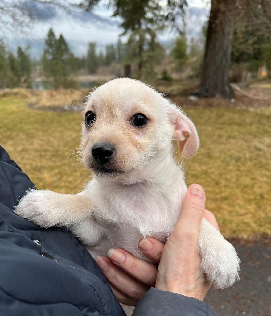 Enlarge Maury, a Adoptable mixed breed in Thompson Falls, MT image 1/6