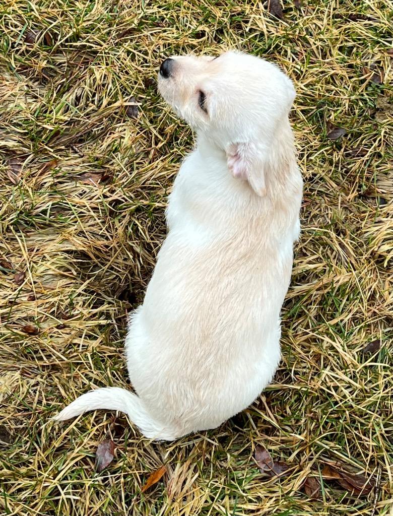 Enlarge Maury, a Adoptable mixed breed in Thompson Falls, MT image 5/6