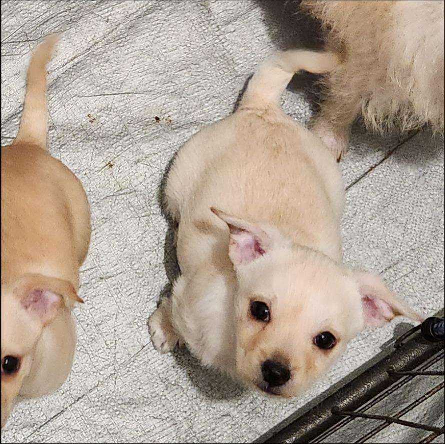 Enlarge Maury, a Adoptable mixed breed in Thompson Falls, MT image 6/6