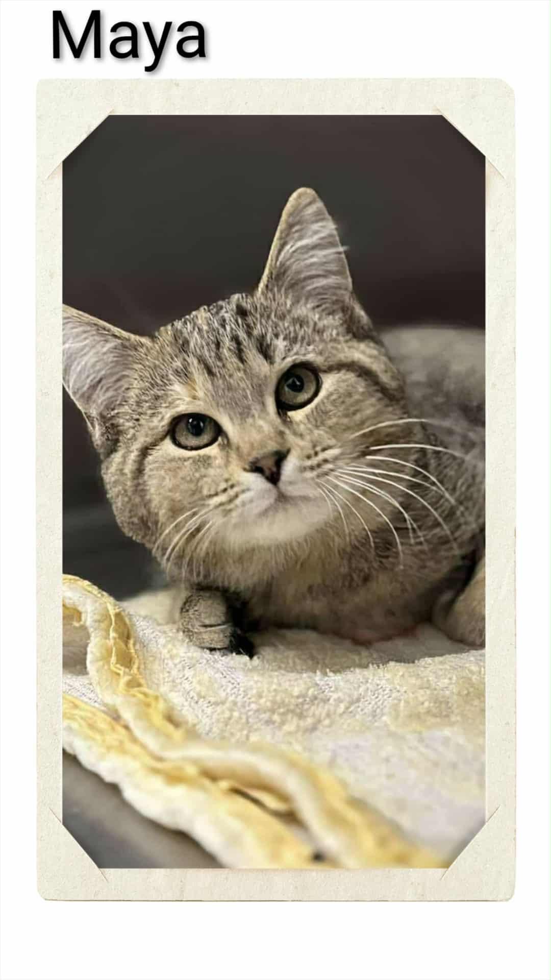 Maya, Adopted, Young Female Domestic Short Hair.