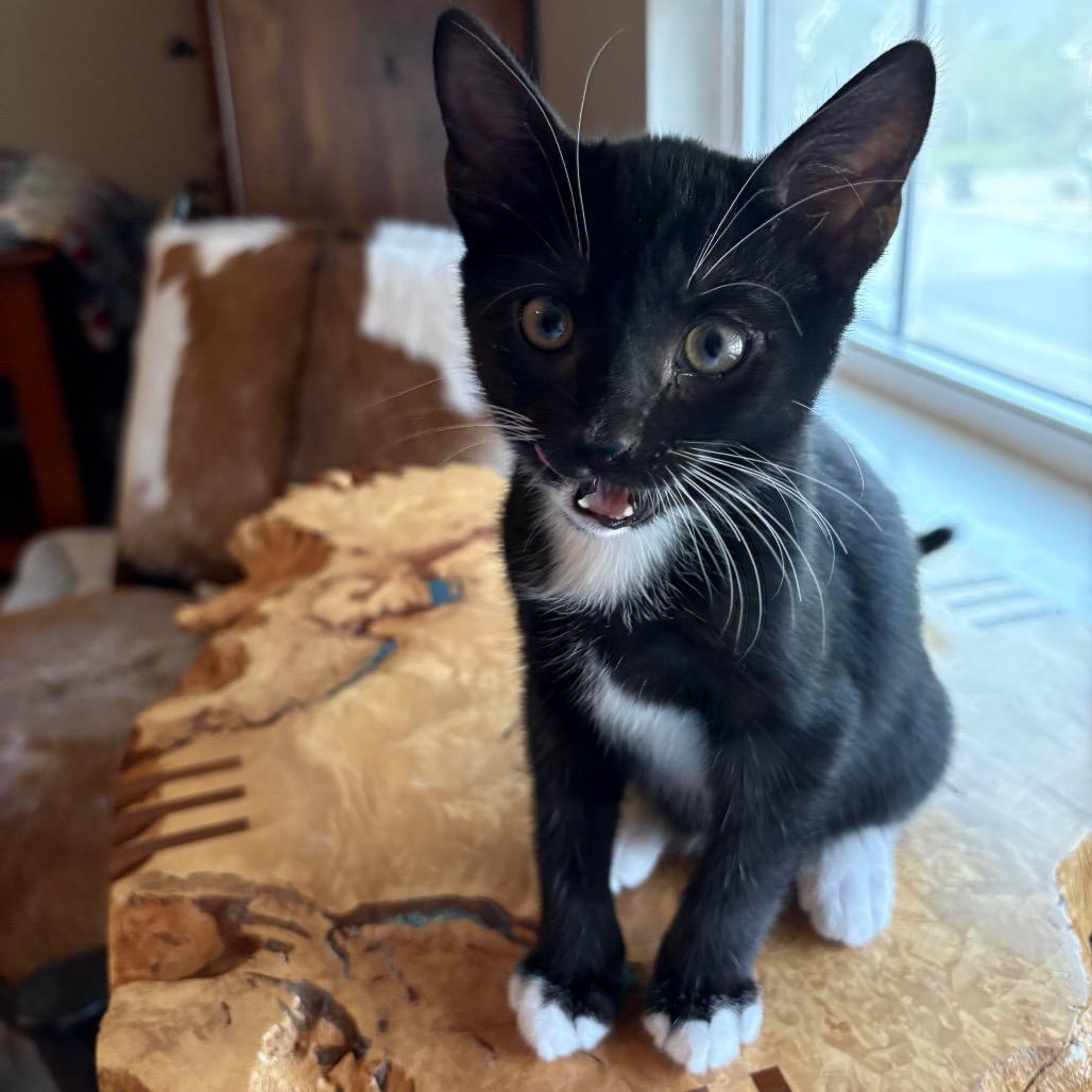 Enlarge Arthur, a Adoptable Domestic Short Hair in Knoxville, TN image 5/6