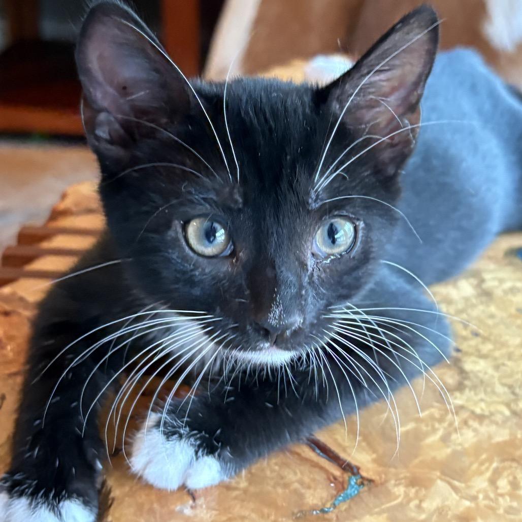 Arthur, Adoptable, Kitten Male Domestic Short Hair.