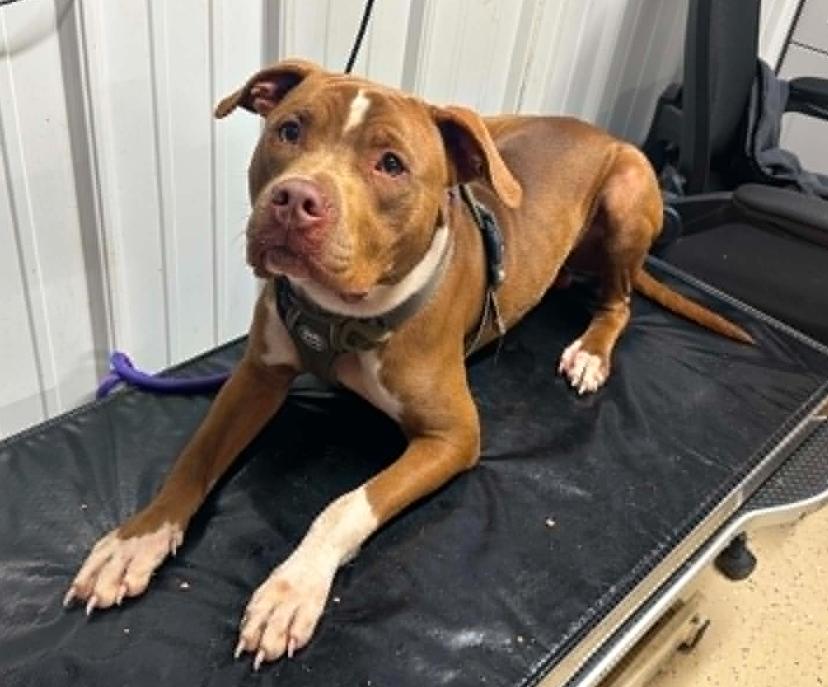 Apollo, Adoptable, Young Male Pit Bull Terrier.