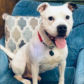 Enlarge Cody, a Adoptable Pit Bull Terrier in Kittanning, PA image 1/2